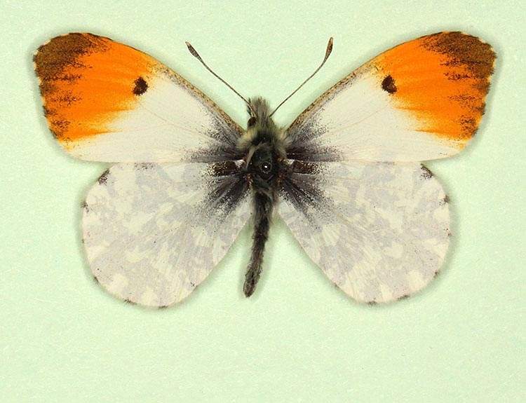 Anthocharis cardamines male (aberrant form striata 2) (Internet Image property of respective owner, non-commercial use only)